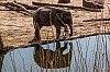 elefant im  koelner zoo - (c) k eutebach.jpg